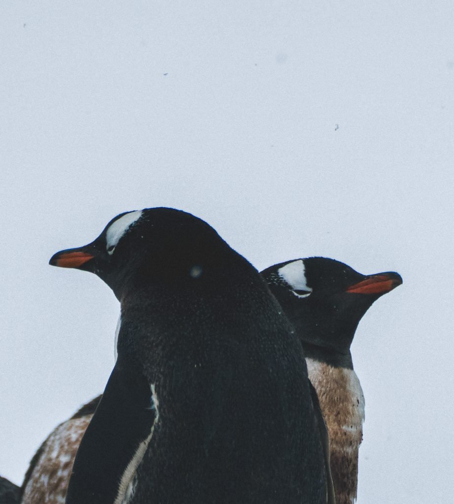 nn