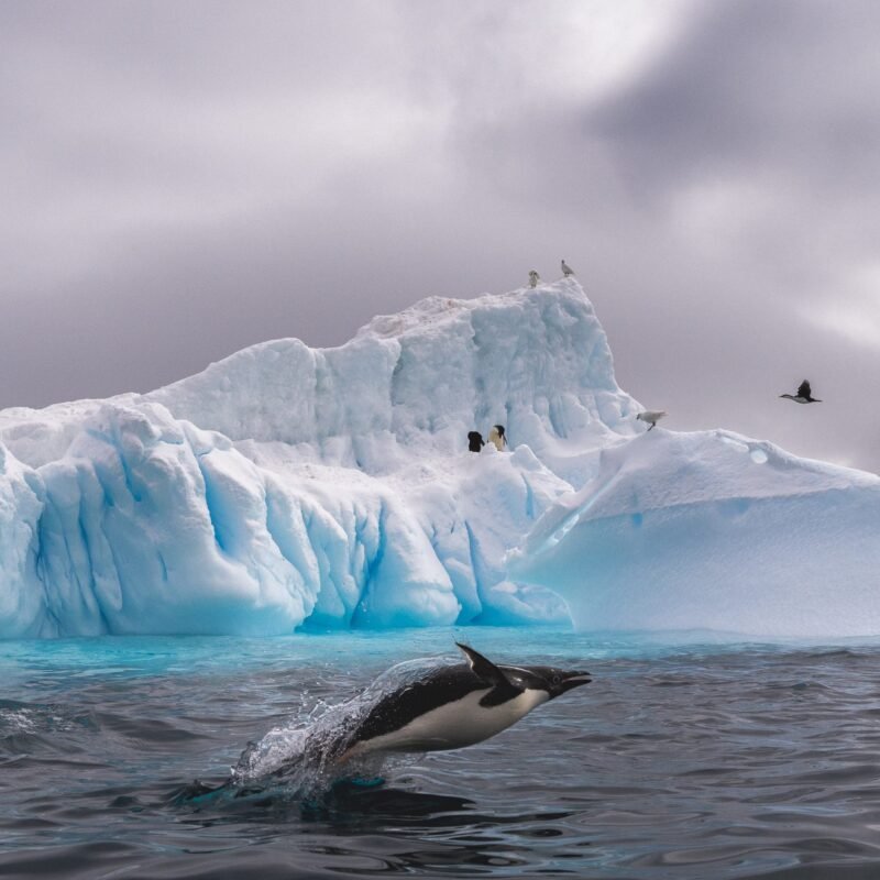Antarctica _01